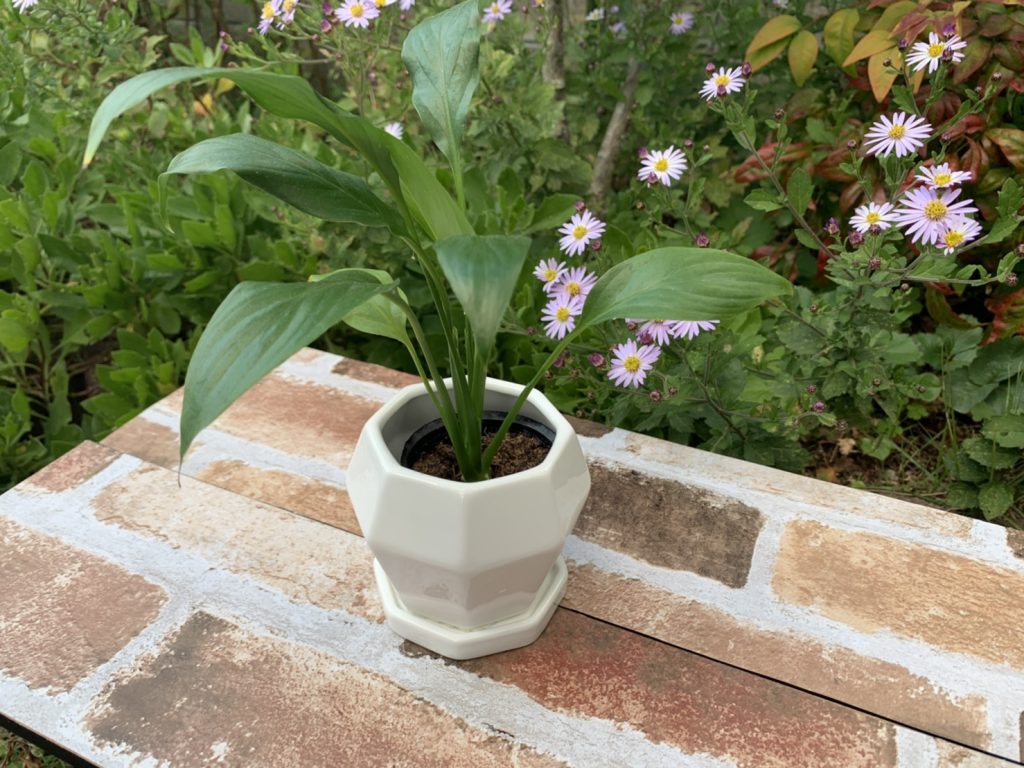 植木鉢の形 種類 選び方 スタンダード 深鉢 浅鉢 ハンギングバスケット プランター セルトレー