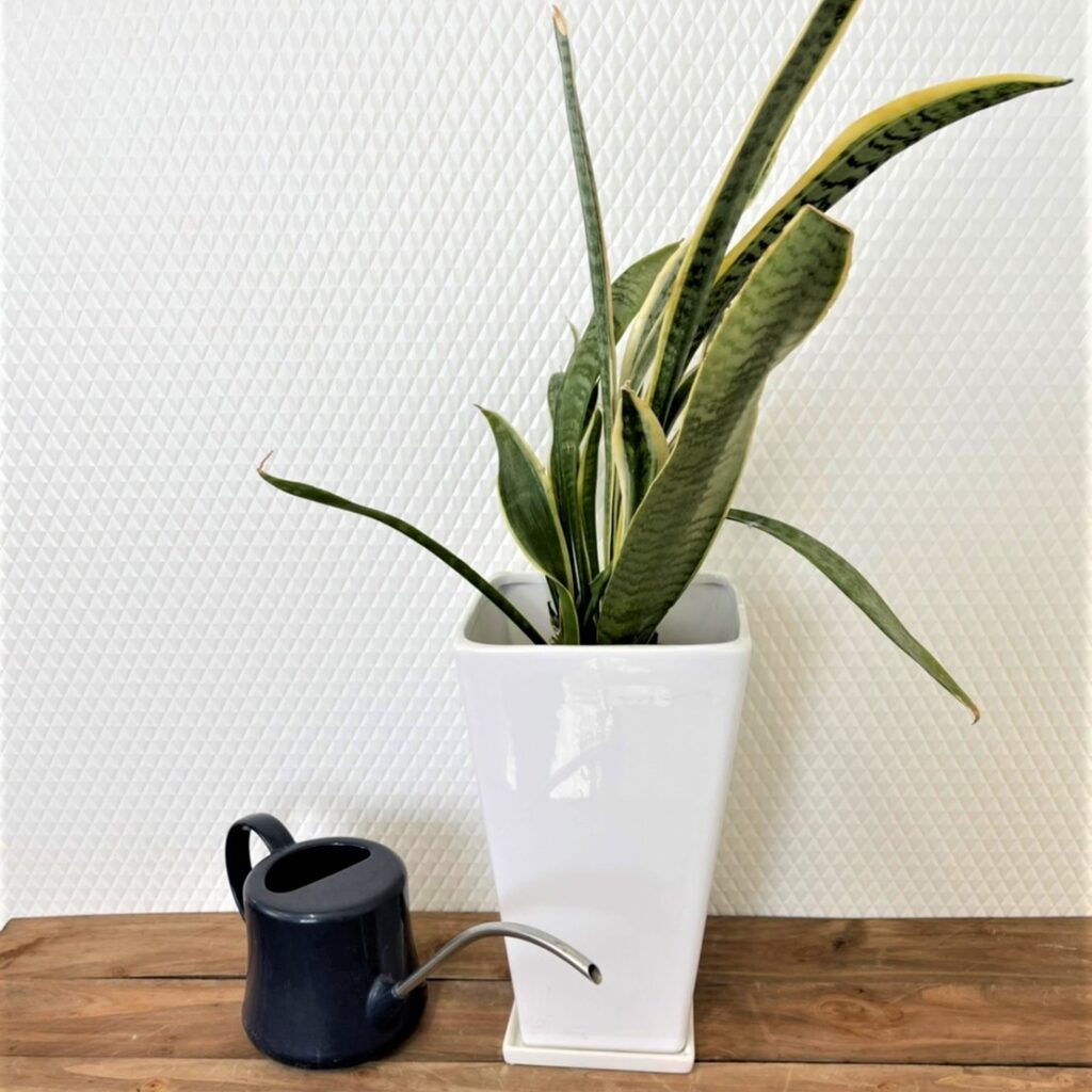 植木鉢 大きい 白 スクエア 底穴受皿付き のっぽな台形さん 四季を豊かに彩るうつわ プランタン山田 旭山桜 盆栽鉢 育て方 送料無料 安全梱包