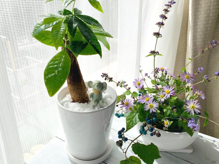 瑠璃色に輝く野葡萄と白い植木鉢