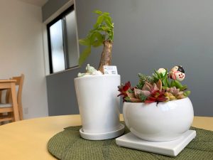お部屋の飾り植木鉢