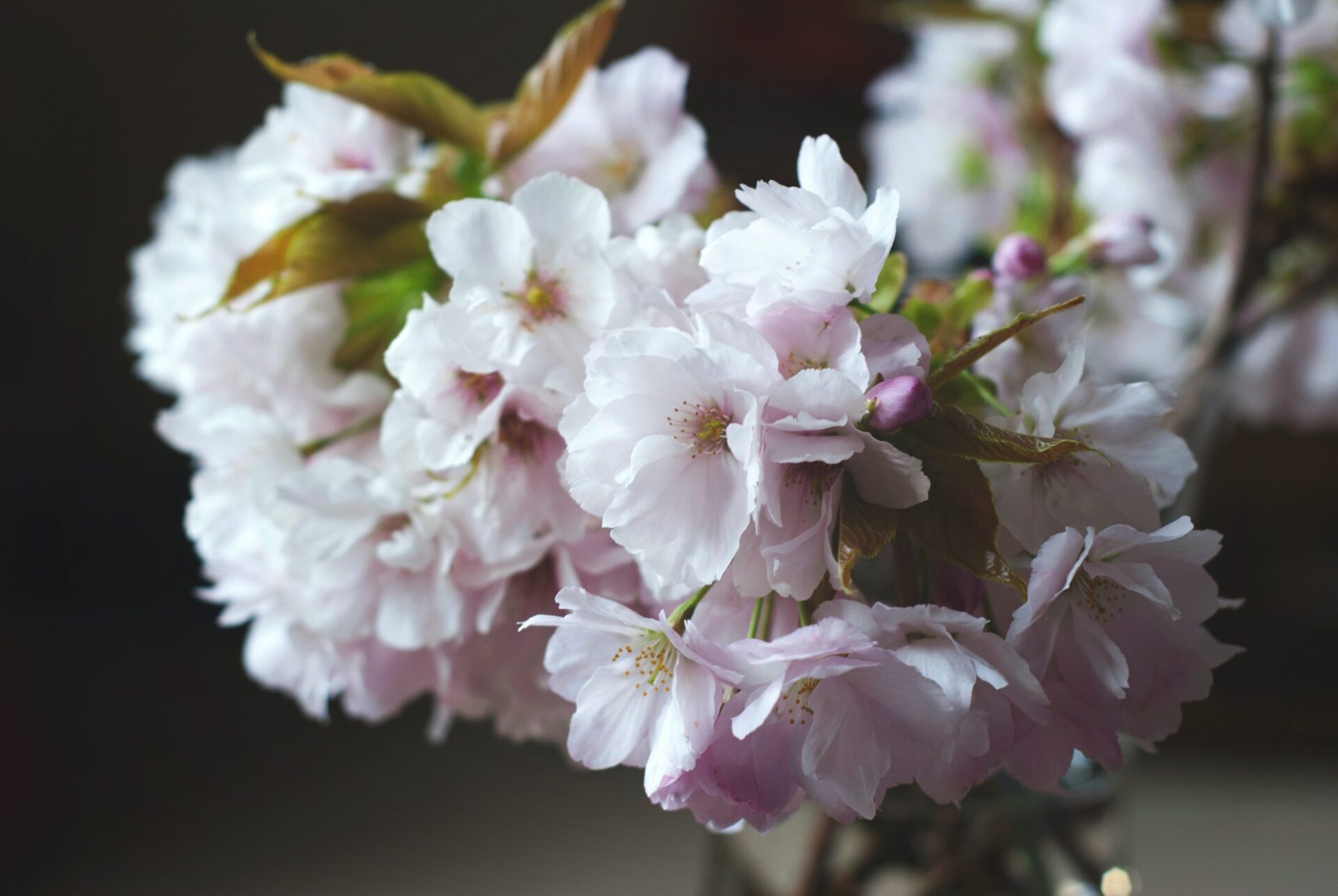 和盆栽のおすすめ。満開旭山桜は見応え有り、人気の品種のさくら。