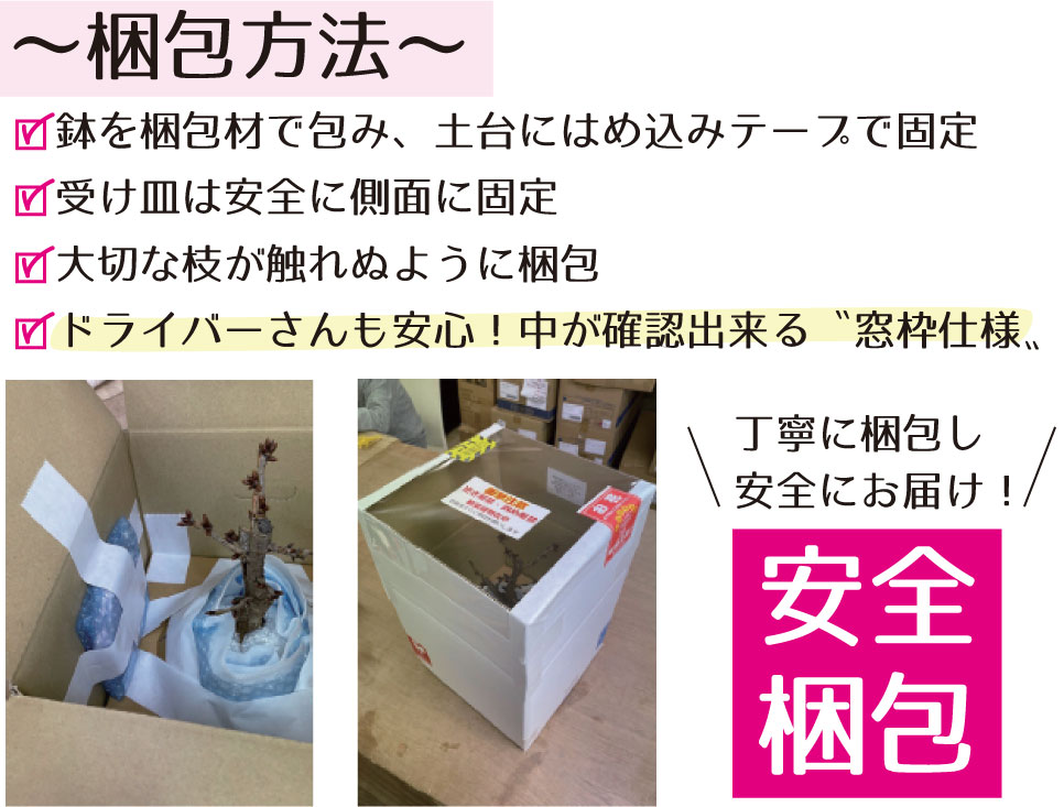 おすすめ旭山桜盆栽の安全梱包方法