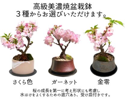 桜盆栽 美濃焼鉢 国産 旭山桜 ギフト