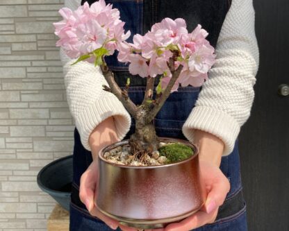 桜盆栽 美濃焼鉢 国産 旭山桜 ギフト