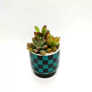 ハイドロカルチャー おしゃれな花器と紅茶のプランタン山田