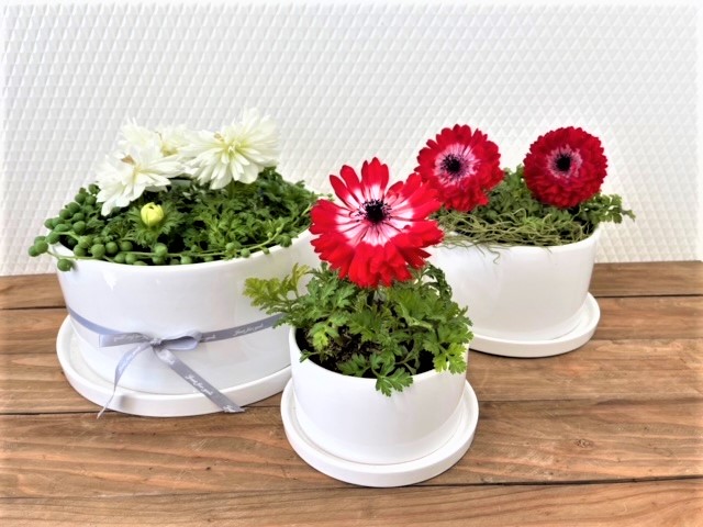 植木鉢 浅い 白 底穴受皿付き 観葉植物 お買い得 4個セット 円柱さん S 鉢植え