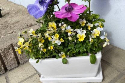 白い鉢　スクエア型のプランターはお花や観葉植物を組み合わせて植えるのにピッタリ