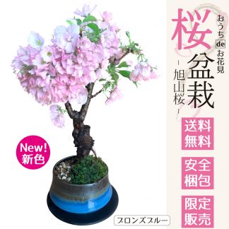 満開の旭山桜、おしゃれな美濃焼の鉢に新色登場。ネット販売限定商品です。