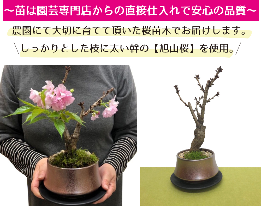 旭山桜の苗は、園芸専門店から直接仕入れで安心の品質です。