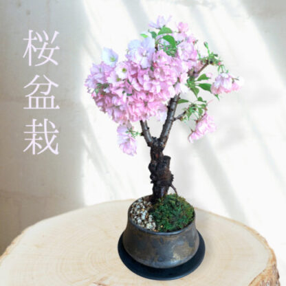 大好評の人気の旭山桜。ネット販売のプレゼントやギフト贈り物としておすすめ。