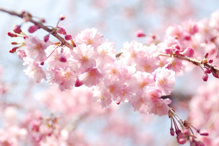 旭山桜写真