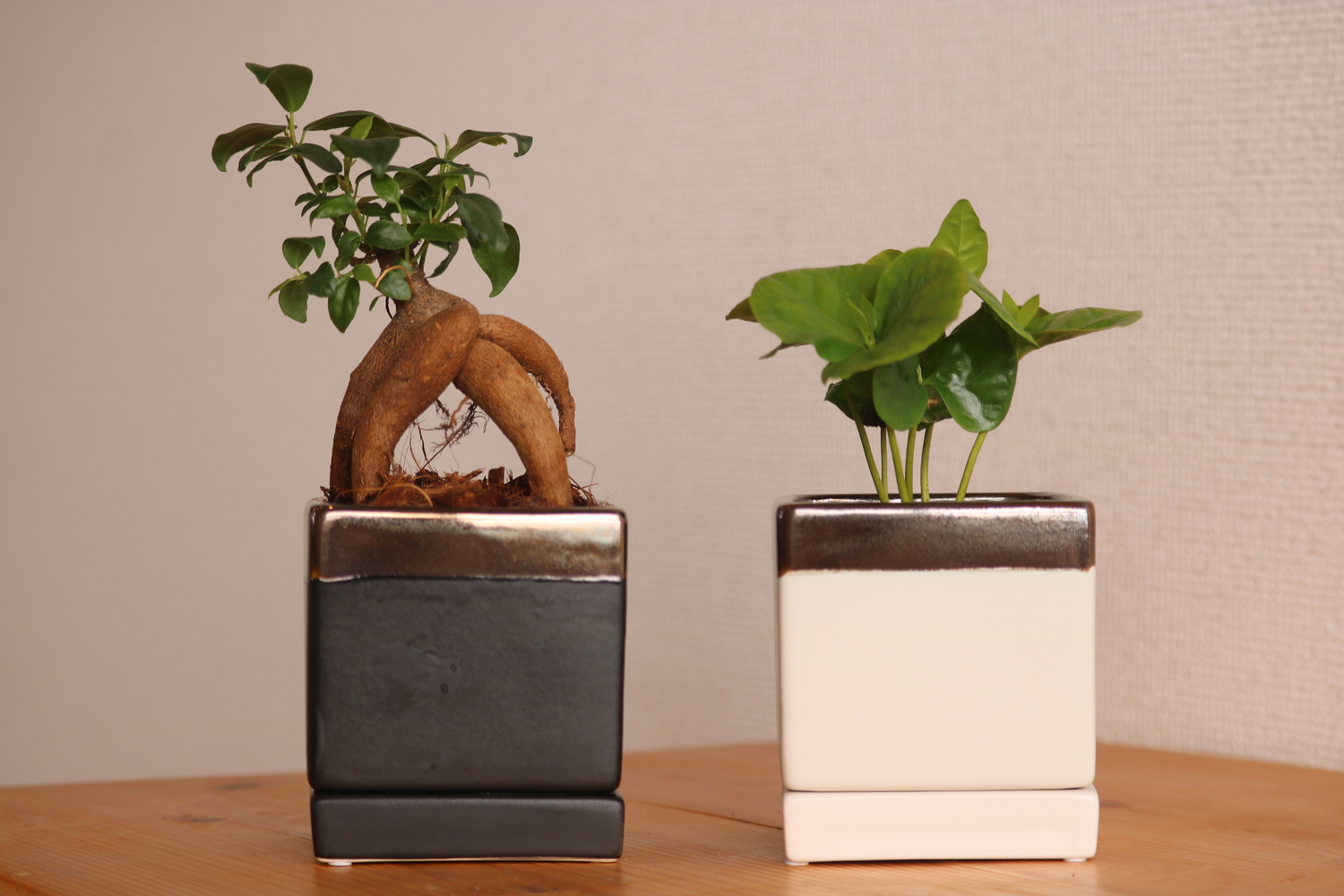 お買い得4個セット 陶器製の植木鉢 マットホワイトのスクエア型和鉢
