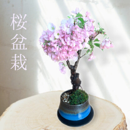 旭山桜盆栽、おしゃれな美濃焼の鉢に新色登場。ネット販売限定商品です。