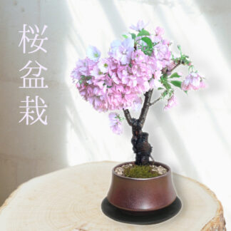 人気の旭山桜盆栽鉢。ピンクのカラーがおしゃれな陶器鉢。